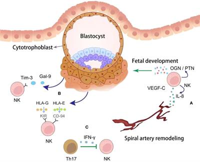 Fetal-maternal interactions during pregnancy: a ‘three-in-one’ perspective